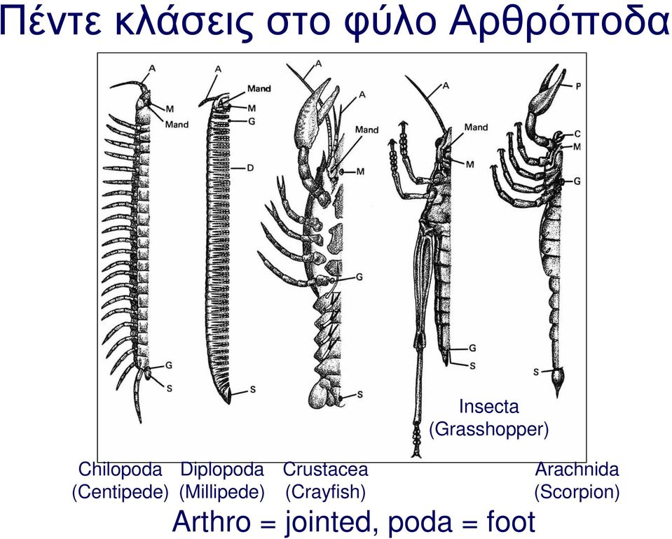 Crustacea (Crayfish) Insecta (Grasshopper)