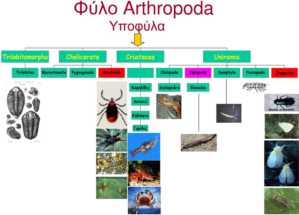 Arachnida Chilopoda Diplopoda Symphyla Pauropoda