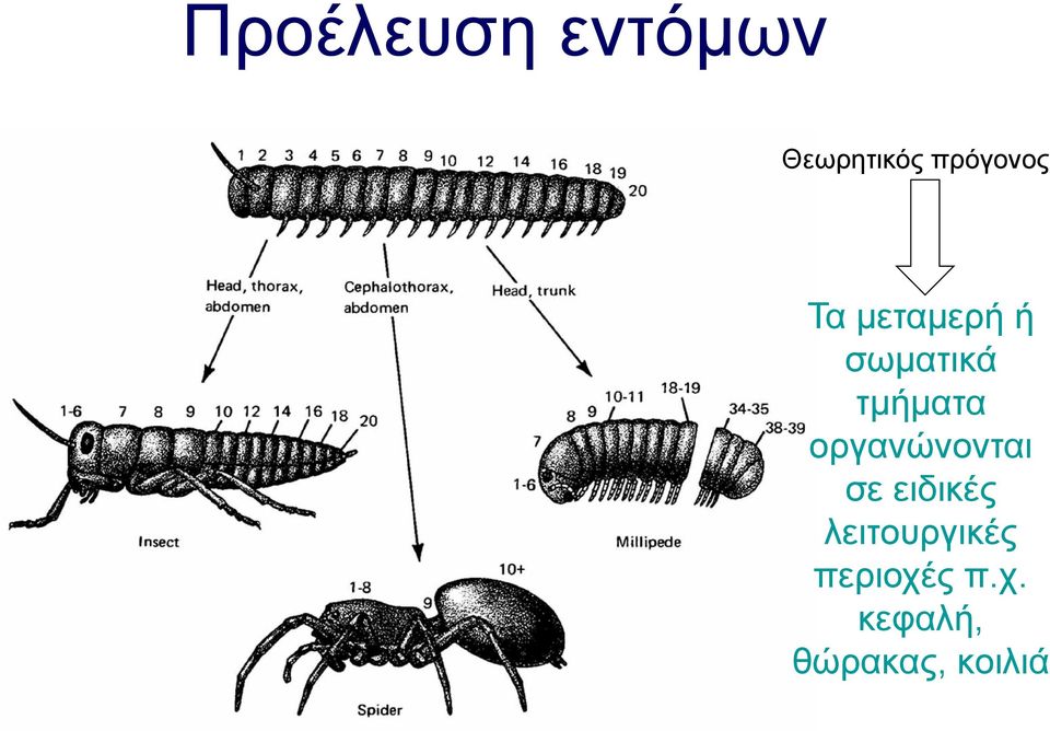 τμήματα οργανώνονται σε ειδικές