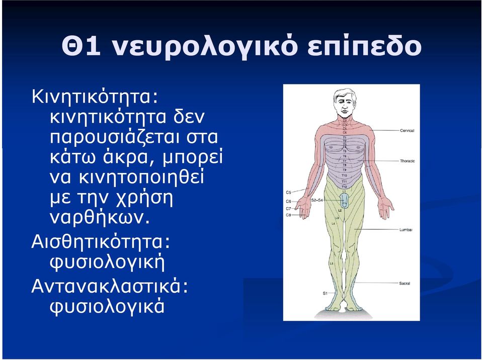 μπορεί να κινητοποιηθεί με την χρήση ναρθήκων.