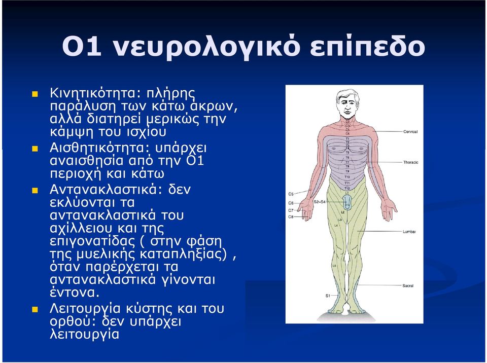 εκλύονται τα αντανακλαστικά του αχίλλειου και της επιγονατίδας ( στην φάση της μυελικής