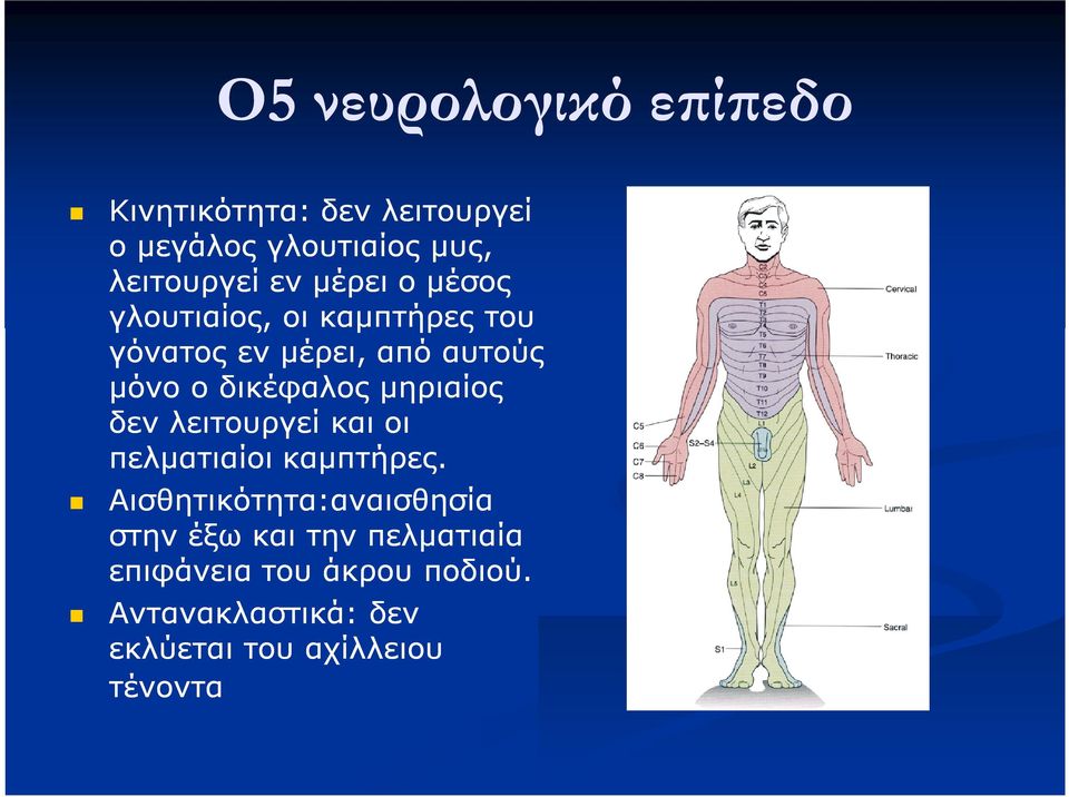 μηριαίος δεν λειτουργεί και οι πελματιαίοι καμπτήρες.