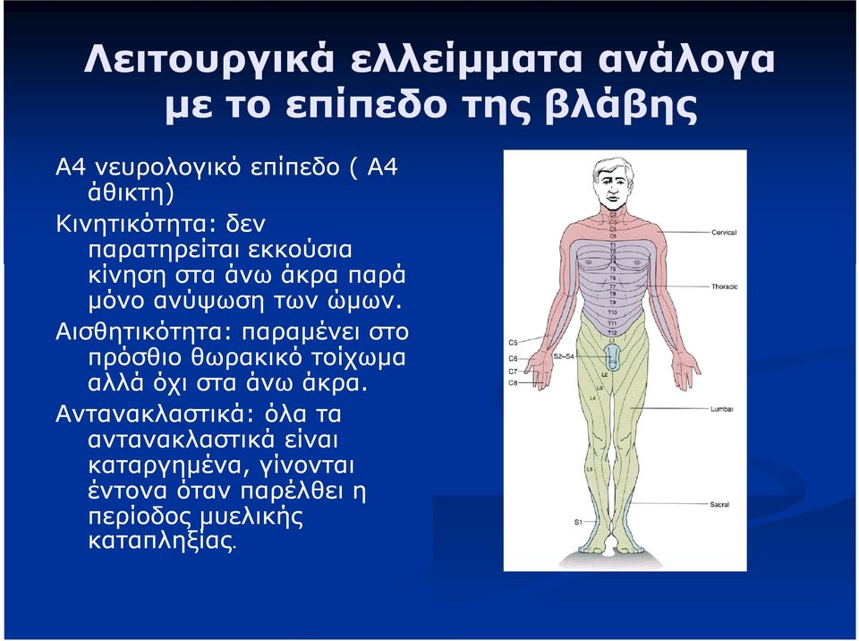 Αισθητικότητα: παραμένει στο πρόσθιο θωρακικό τοίχωμα αλλά όχι στα άνω άκρα.