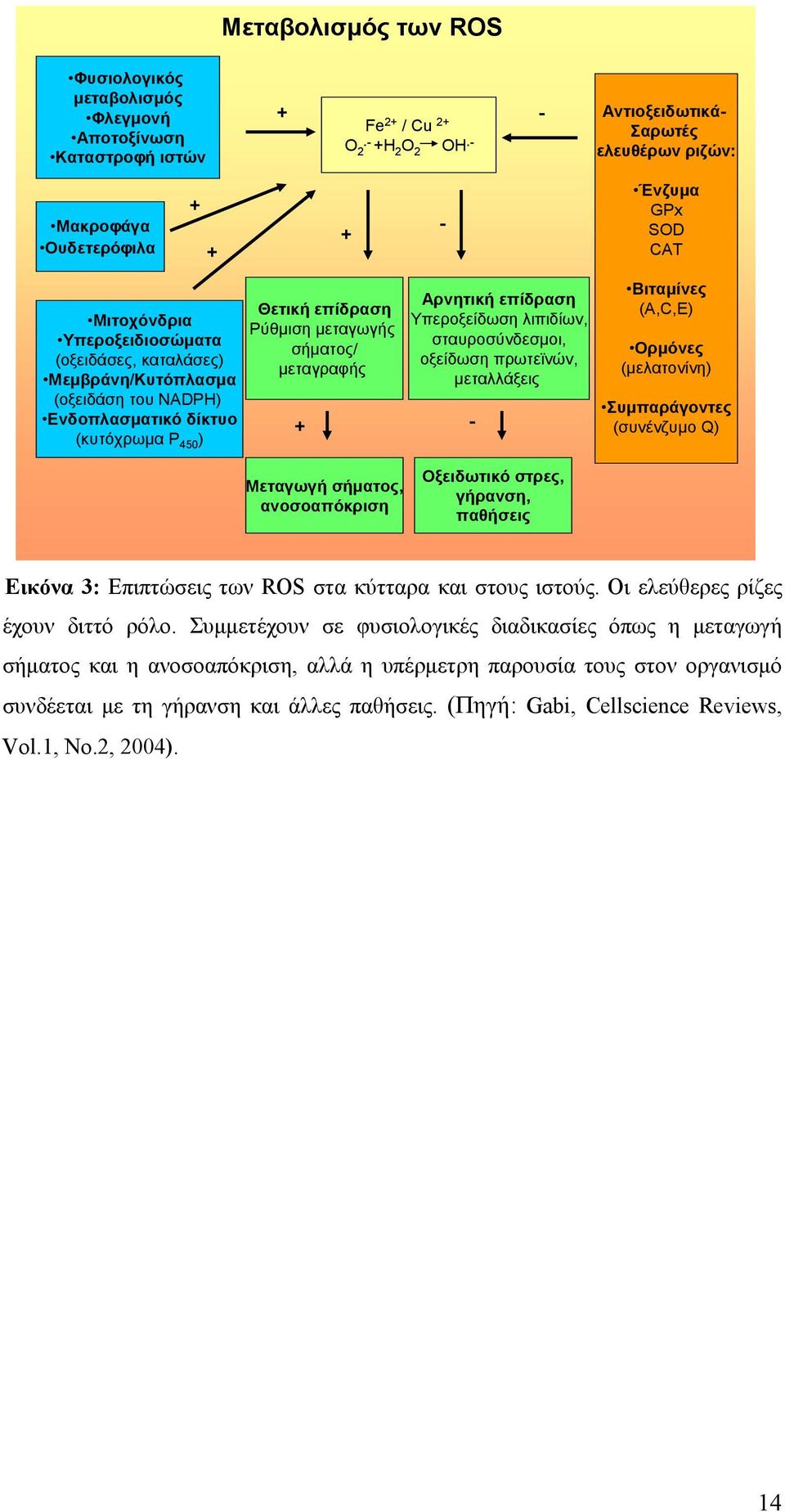 Ενδοπλασματικό δίκτυο (κυτόχρωμα P 450 ) Θετική επίδραση Ρύθμιση μεταγωγής σήματος/ μεταγραφής + Αρνητική επίδραση Υπεροξείδωση λιπιδίων, σταυροσύνδεσμοι, οξείδωση πρωτεϊνών, μεταλλάξεις - Βιταμίνες