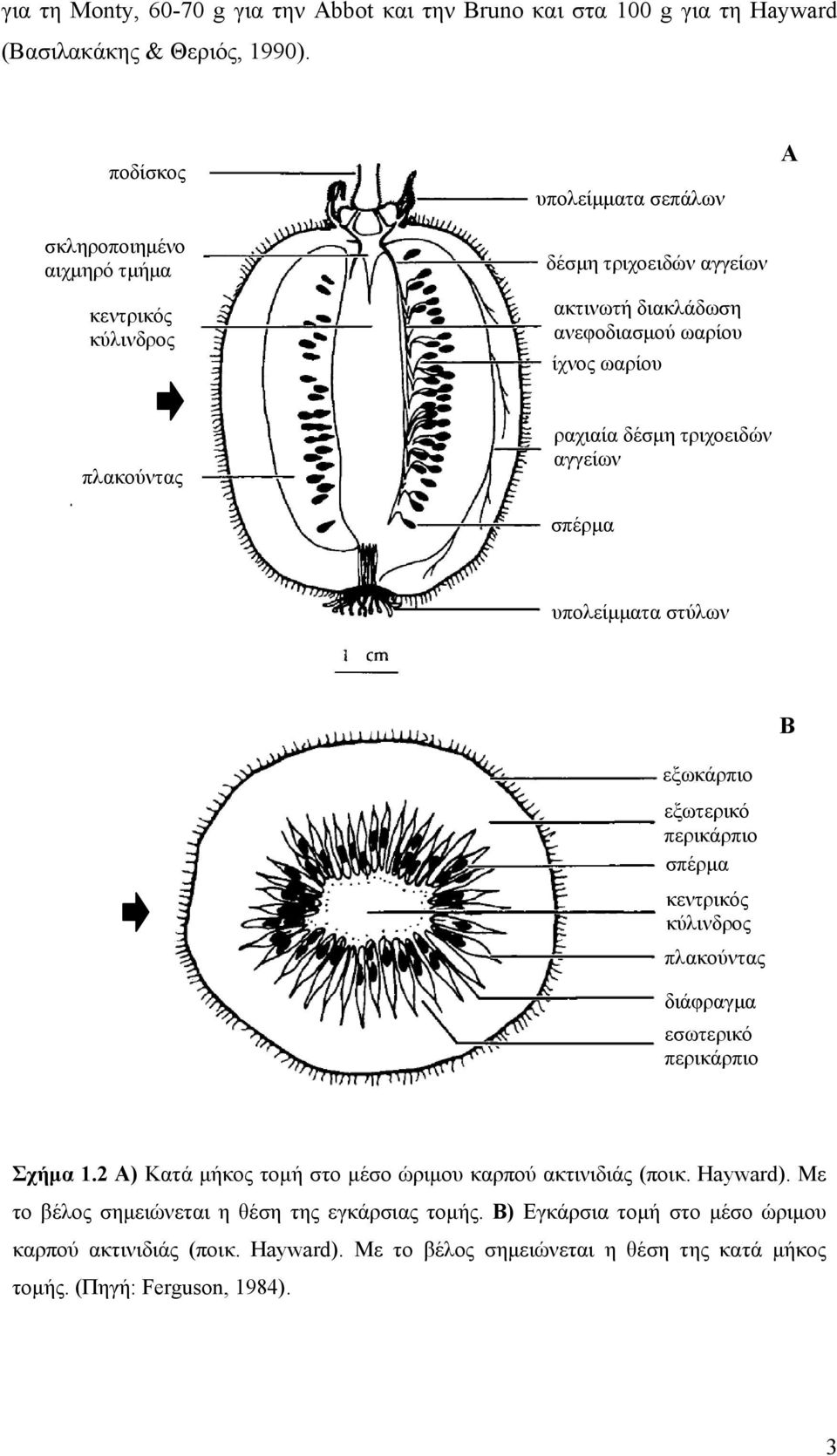 δέσμη τριχοειδών αγγείων σπέρμα υπολείμματα στύλων εξωκάρπιο εξωτερικό περικάρπιο σπέρμα κεντρικός κύλινδρος πλακούντας διάφραγμα εσωτερικό περικάρπιο Β Σχήμα 1.