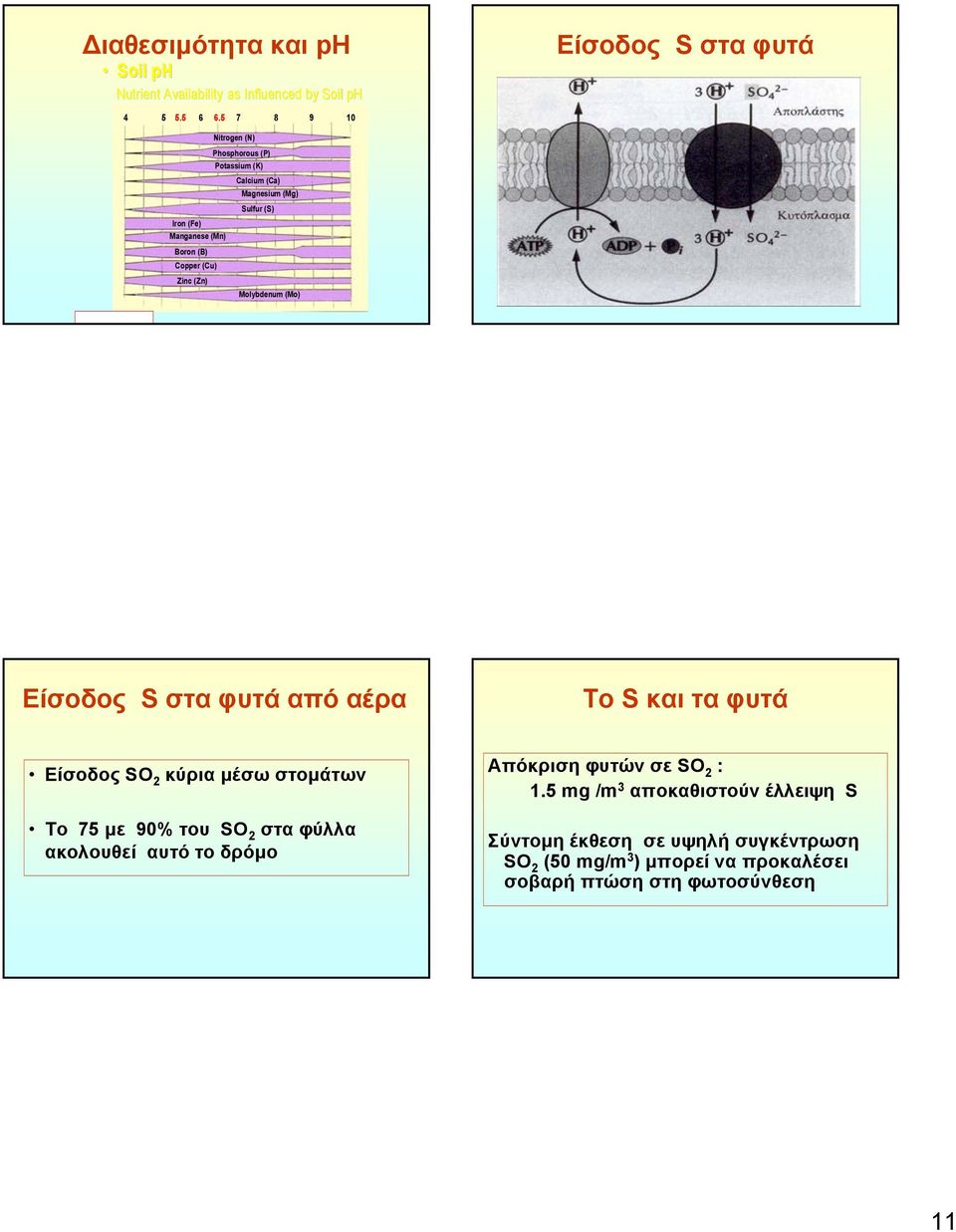 Zinc (Zn) Molybdenum (Mo) Είσοδος S σταφυτάαπόαέρα Το S και τα φυτά Είσοδος SO 2 κύρια μέσω στομάτων Το 75 με 90% του SO 2 στα φύλλα ακολουθεί