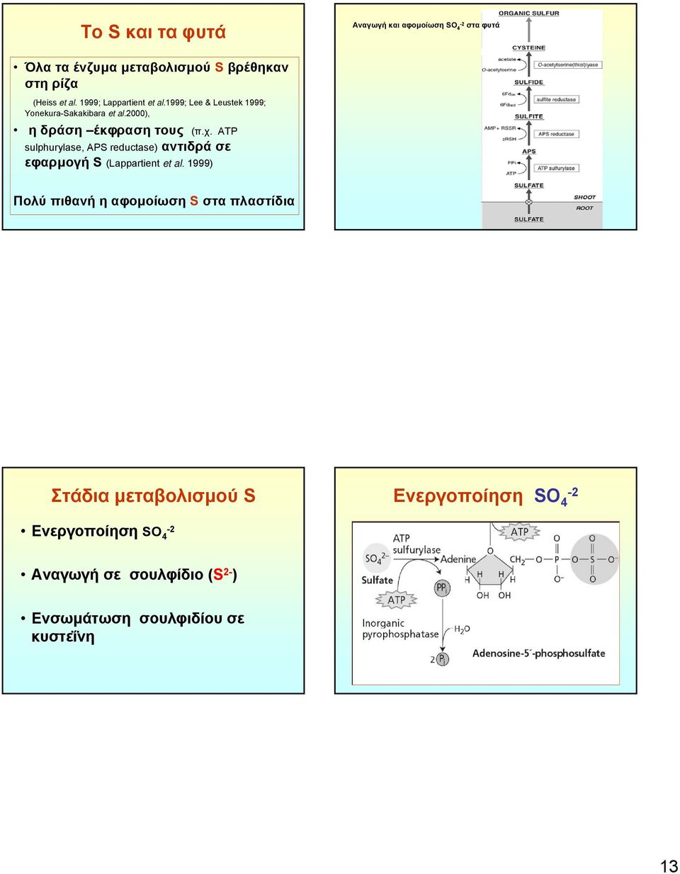 ATP sulphurylase, APS reductase) αντιδρά σε εφαρμογή S (Lappartient et al.