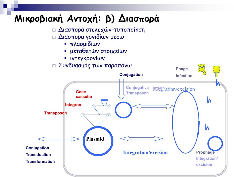 infection Transposon Integron Gene cassette Conjugative Transposon Integration/excision