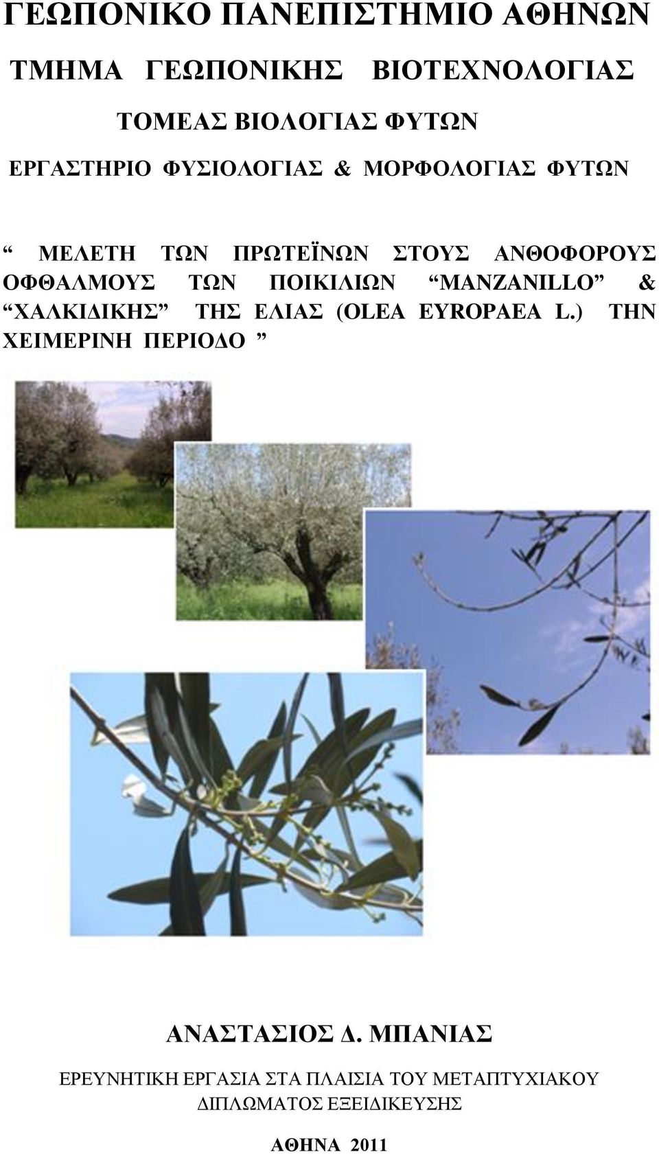 ΣΩΝ ΠΟΙΚΙΛΙΩΝ MANZANILLO & ΥΑΛΚΙΓΙΚΗ ΣΗ ΔΛΙΑ (OLEA EYROPAEA L.