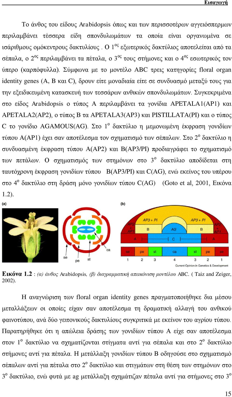 Σχκθσλα κε ην κνληέιν ABC ηξεηο θαηεγνξίεο floral organ identity genes (A, B θαη C), δξνπλ είηε κνλαδηαία είηε ζε ζπλδπαζκφ κεηαμχ ηνπο γηα ηελ εμεηδηθεπκέλε θαηαζθεπή ησλ ηεζζάξσλ αλζηθψλ