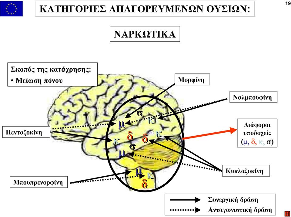 κ µ δ σ σ κ δ κ ιάφοροι υποδοχείς (µ, µ, δ, κ, σ)