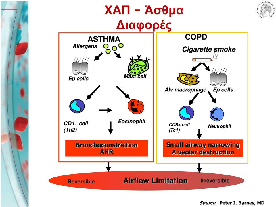 (Tc1) Neutrophil Bronchoconstriction AHR Small airway narrowing Alveolar