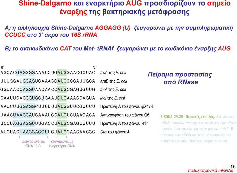 συμπληρωματική CCUCC στο 3 άκρο του 16S rrna Β) το αντικωδικόνιο CAT του Met-