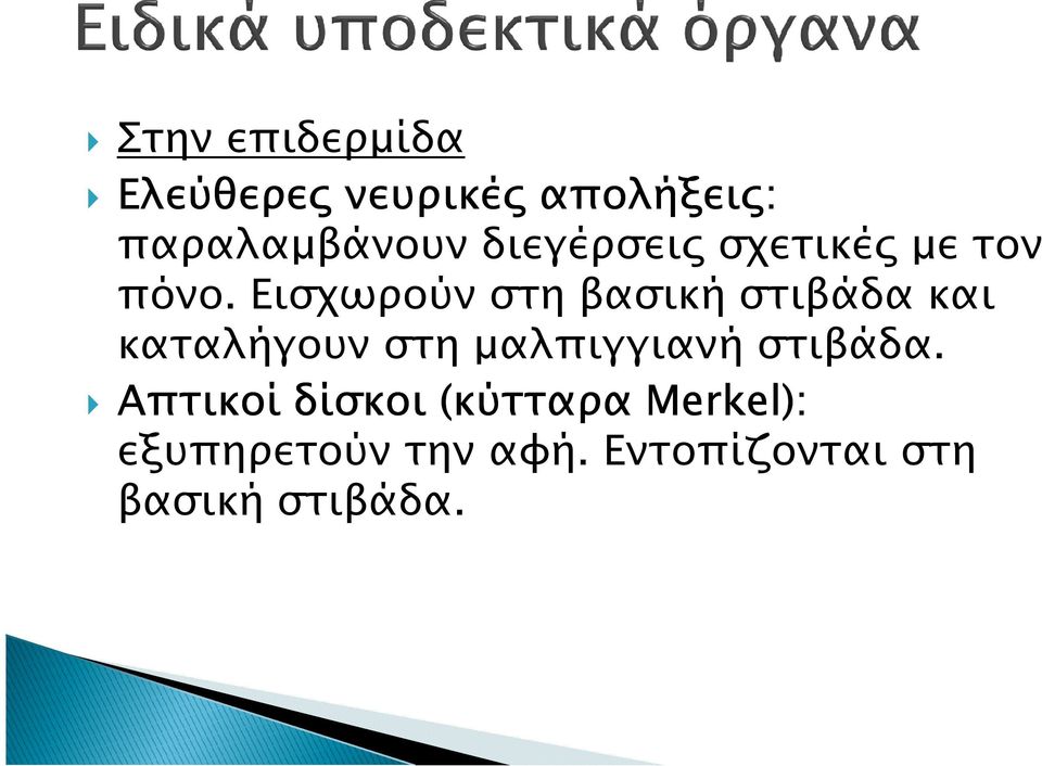 Εισχωρούν στη βασική στιβάδα και καταλήγουν στη µαλπιγγιανή