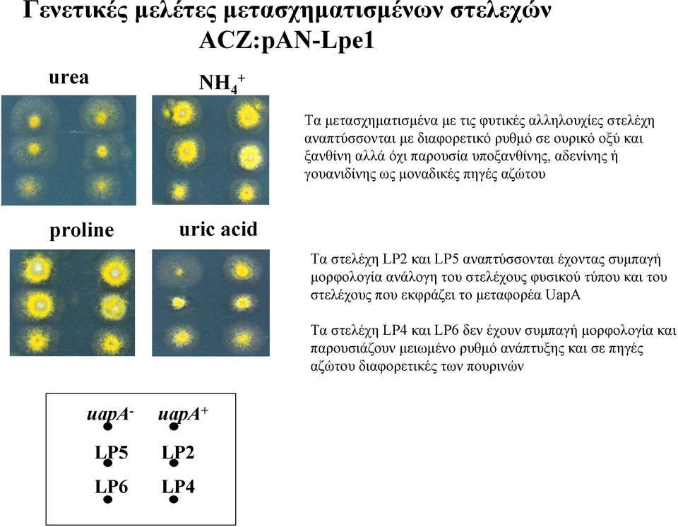 στελέχη LP2 και LP5 αναπτύσσονται έχοντας συµπαγή µορφολογία ανάλογη του στελέχους φυσικού τύπου και του στελέχους που εκφράζει το µεταφορέα UapA Tα