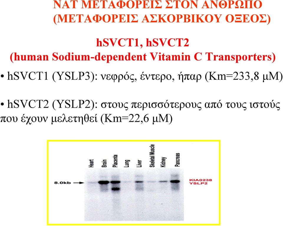 hsvct1(yslp3): νεφρός, έντερο, ήπαρ (Km=233,8 µμ) hsvct2