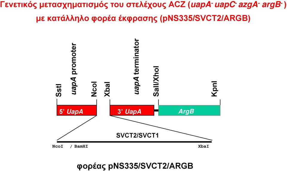 uapa promoter NcoI XbaI uapa terminator SalI/XhoI KpnI 5 UapA 3