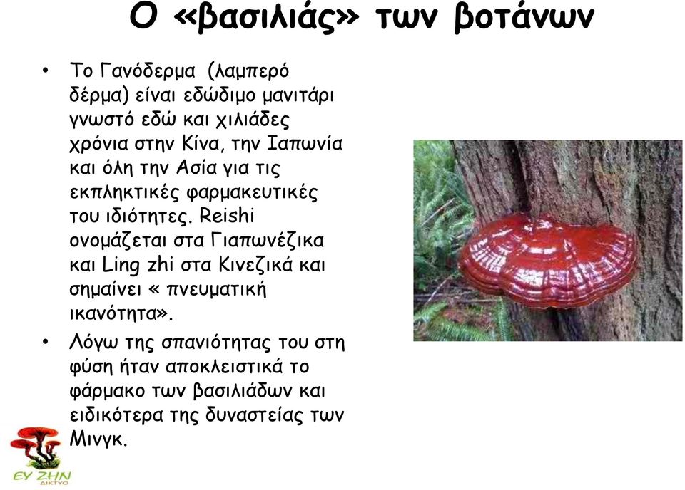 Reishi ονομάζεται στα Γιαπωνέζικα και Ling zhi στα Κινεζικά και σημαίνει «πνευματική ικανότητα».