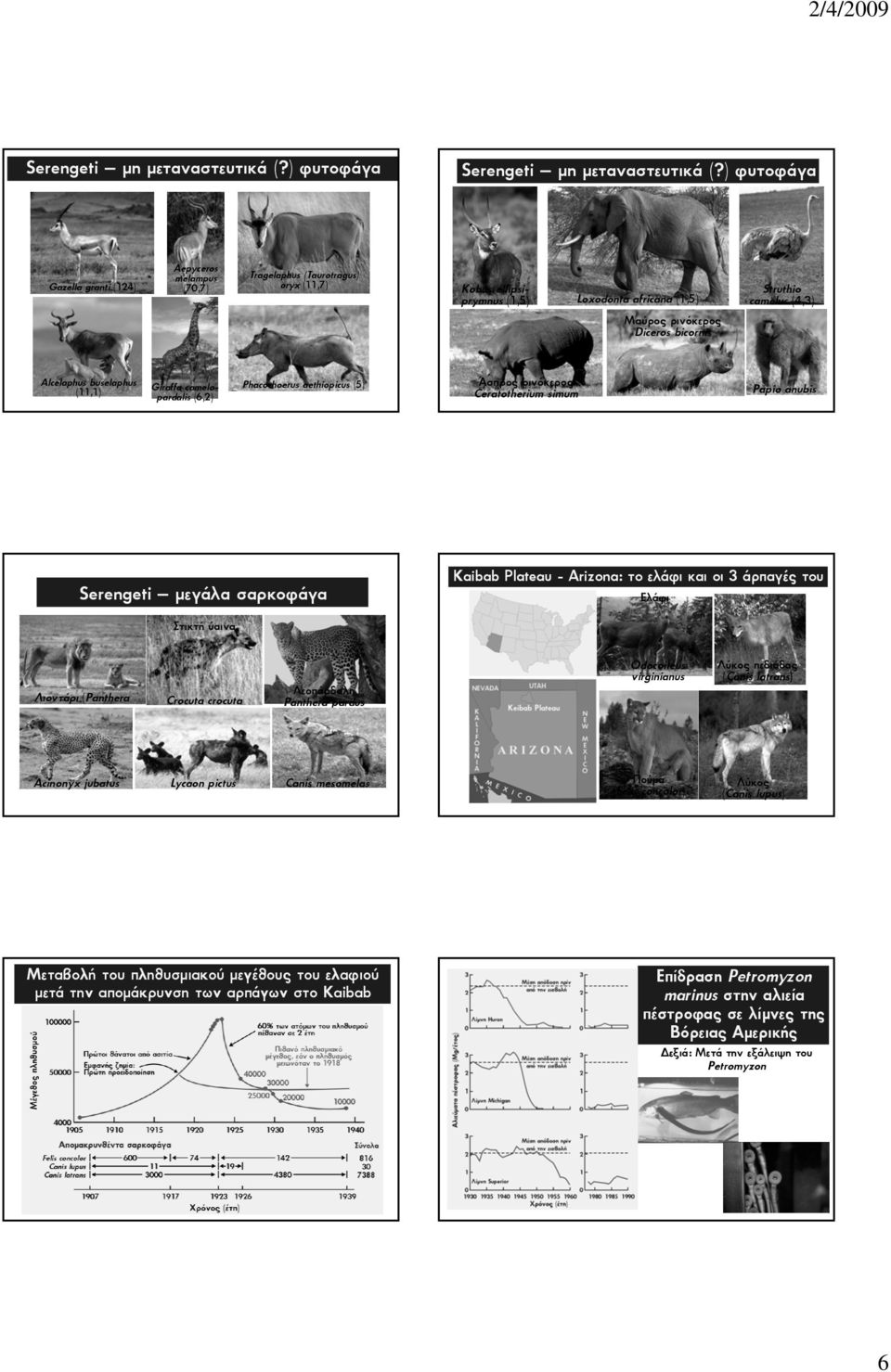 (4,3) Alcelaphus buselaphus (11,1) Giraffa camelopardalis (6,2) Phacochoerus aethiopicus (5) Άσπρος ρινόκερος Ceratotherium simum Papio anubis Serengeti μεγάλα σαρκοφάγα Kaibab Plateau - Arizona: το