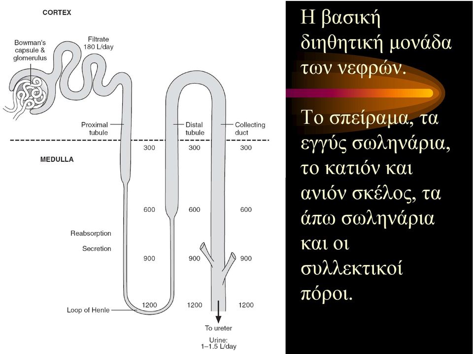 Το σπείραμα, τα εγγύς σωληνάρια,