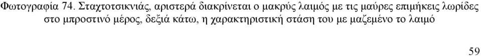 λαιµός µε τις µαύρες επιµήκεις λωρίδες στο