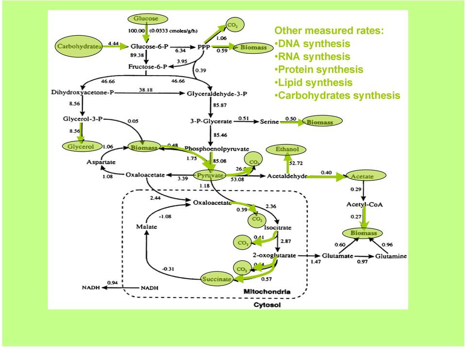 Protein synthesis Lipid