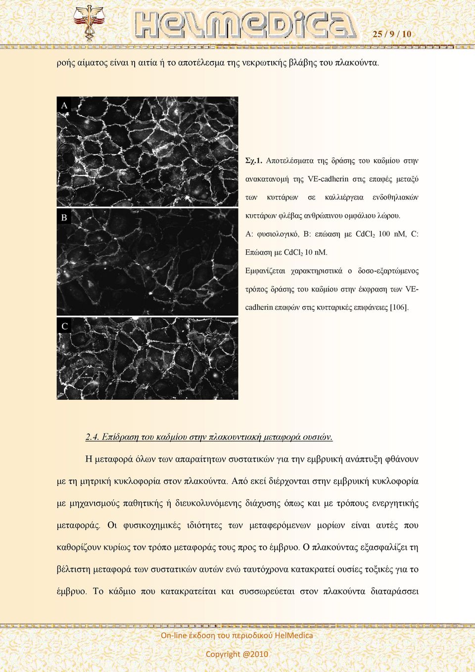 Εμφανίζεται χαρακτηριστικά ο δοσο-εξαρτώμενος τρόπος δράσης του καδμίου στην έκφραση των VEcadherin επαφών στις κυτταρικές επιφάνειες [106]. 2.4.