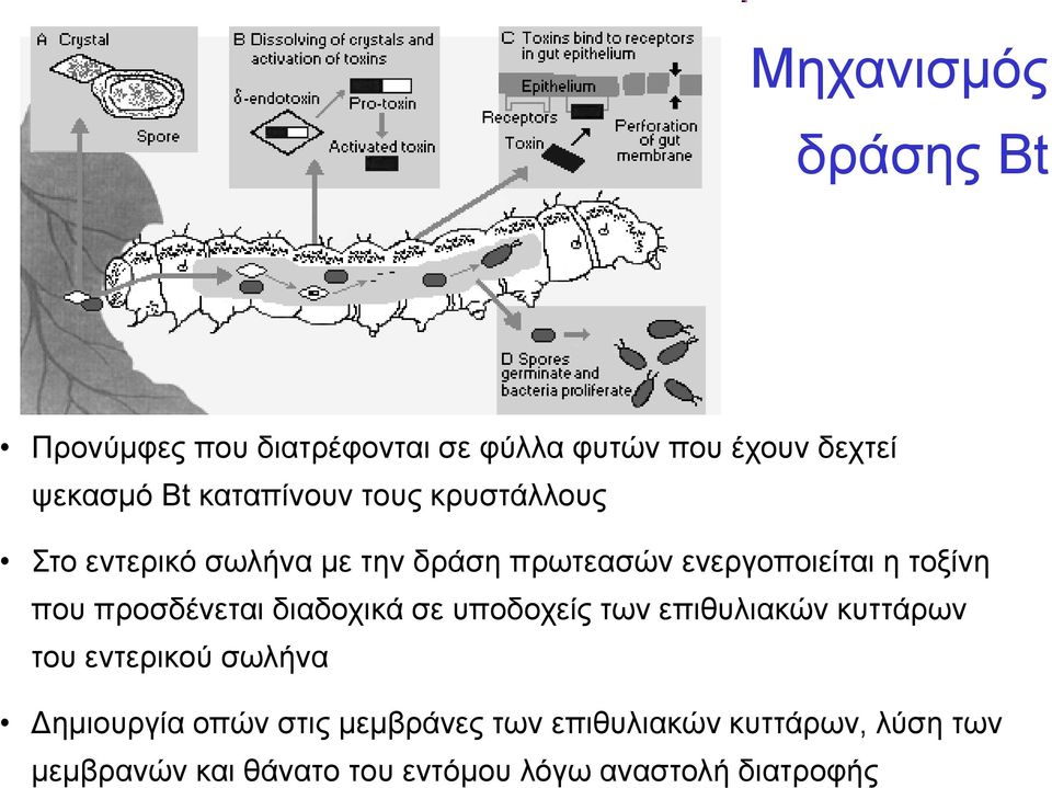 προσδένεται διαδοχικά σε υποδοχείς των επιθυλιακών κυττάρων του εντερικού σωλήνα Δημιουργία οπών