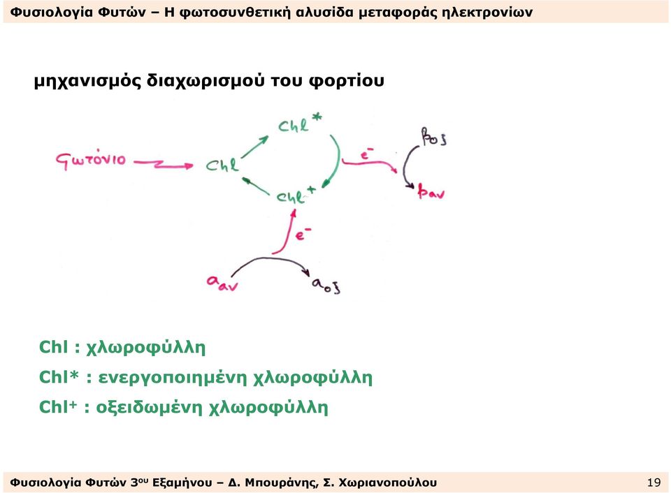 Chl + : οξειδωµένηχλωροφύλλη