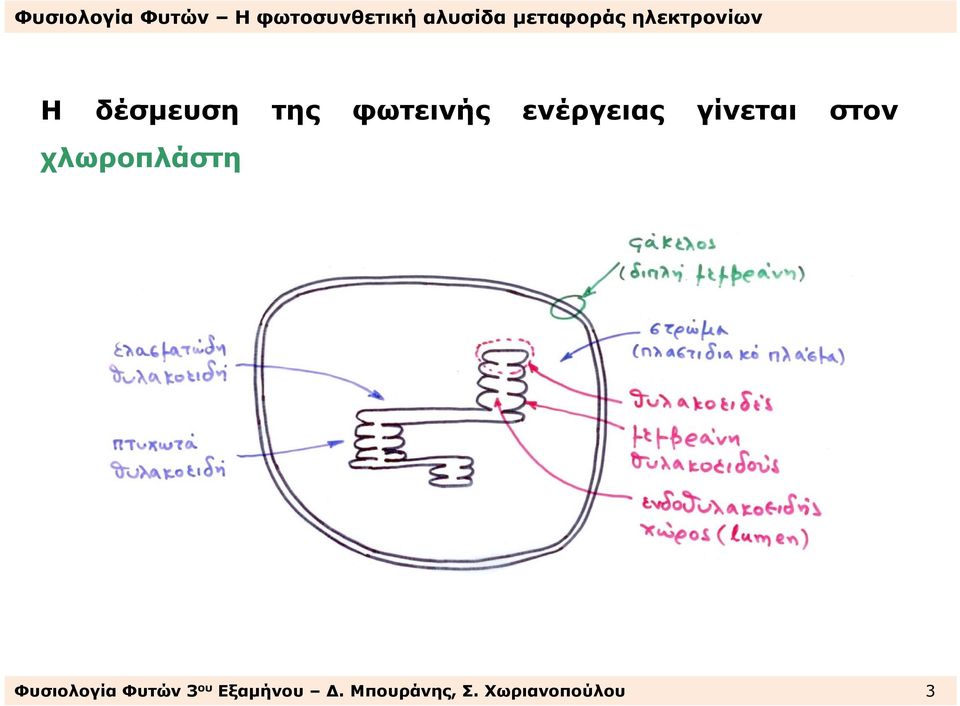 χλωροπλάστη ΦυσιολογίαΦυτών3