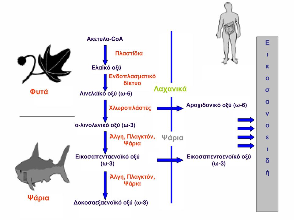 Ψάρια Εικοσαπενταενοϊκό οξύ (ω-3) Άλγη, Πλαγκτόν, Ψάρια οκοσαεξαενοϊκό οξύ