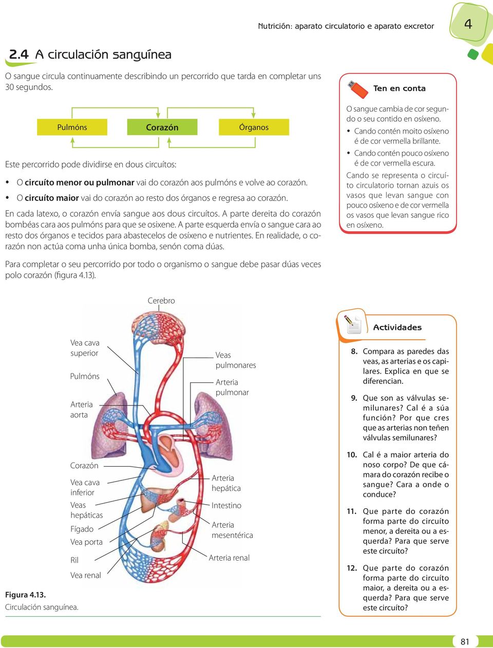 O circuíto maior vai do corazón ao resto dos órganos e regresa ao corazón. En cada latexo, o corazón envía sangue aos dous circuítos.