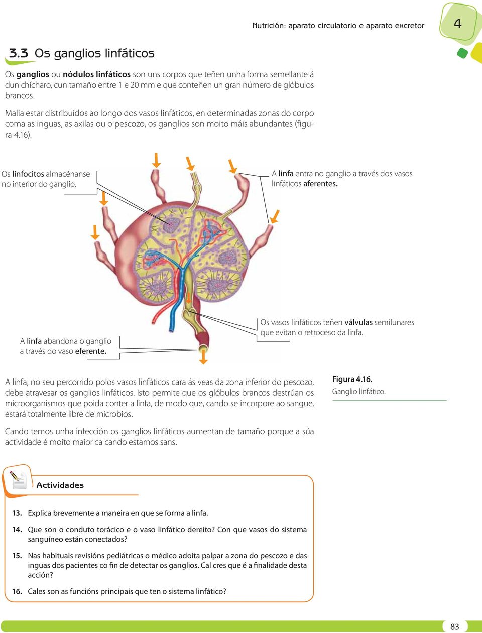 Malia estar distribuídos ao longo dos vasos linfáticos, en determinadas zonas do corpo coma as inguas, as axilas ou o pescozo, os ganglios son moito máis abundantes (figura 4.16).