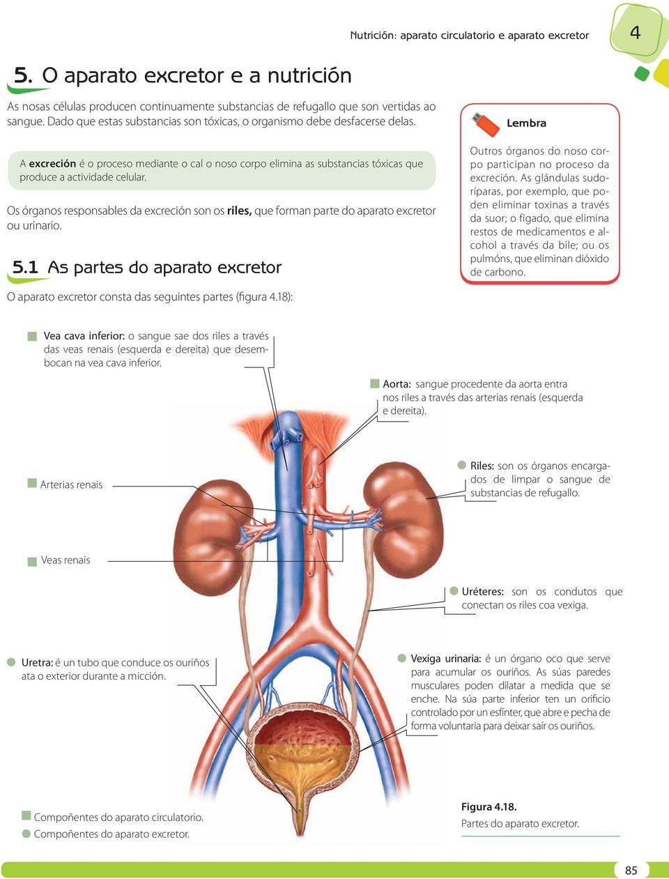 Os órganos responsables da excreción son os riles, que forman parte do aparato excretor ou urinario. 5.