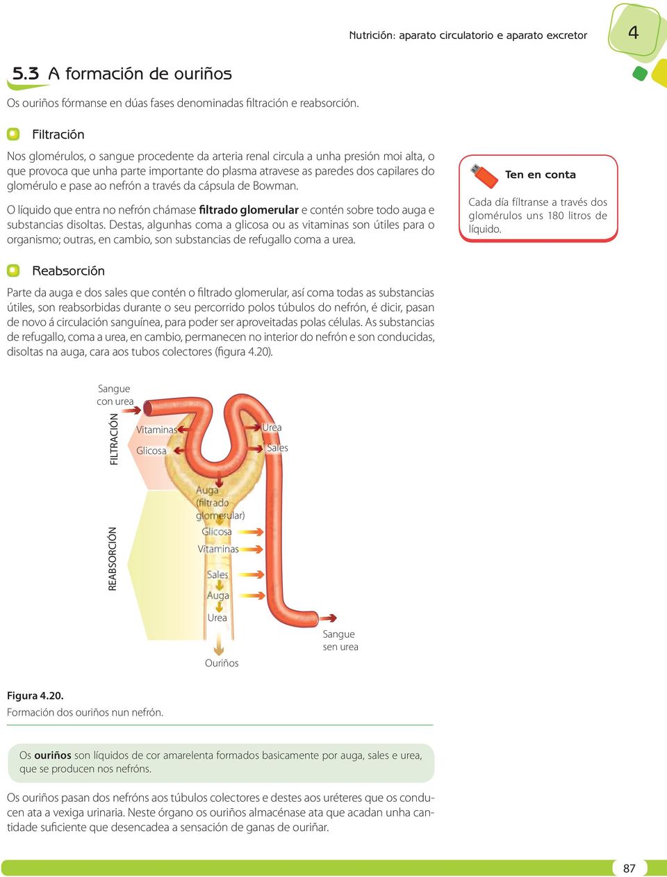 pase ao nefrón a través da cápsula de Bowman. O líquido que entra no nefrón chámase filtrado glomerular e contén sobre todo auga e substancias disoltas.