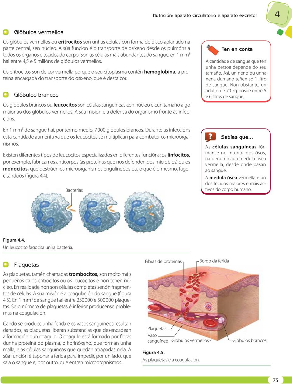 Os eritrocitos son de cor vermella porque o seu citoplasma contén hemoglobina, a proteína encargada do transporte do osíxeno, que é desta cor.