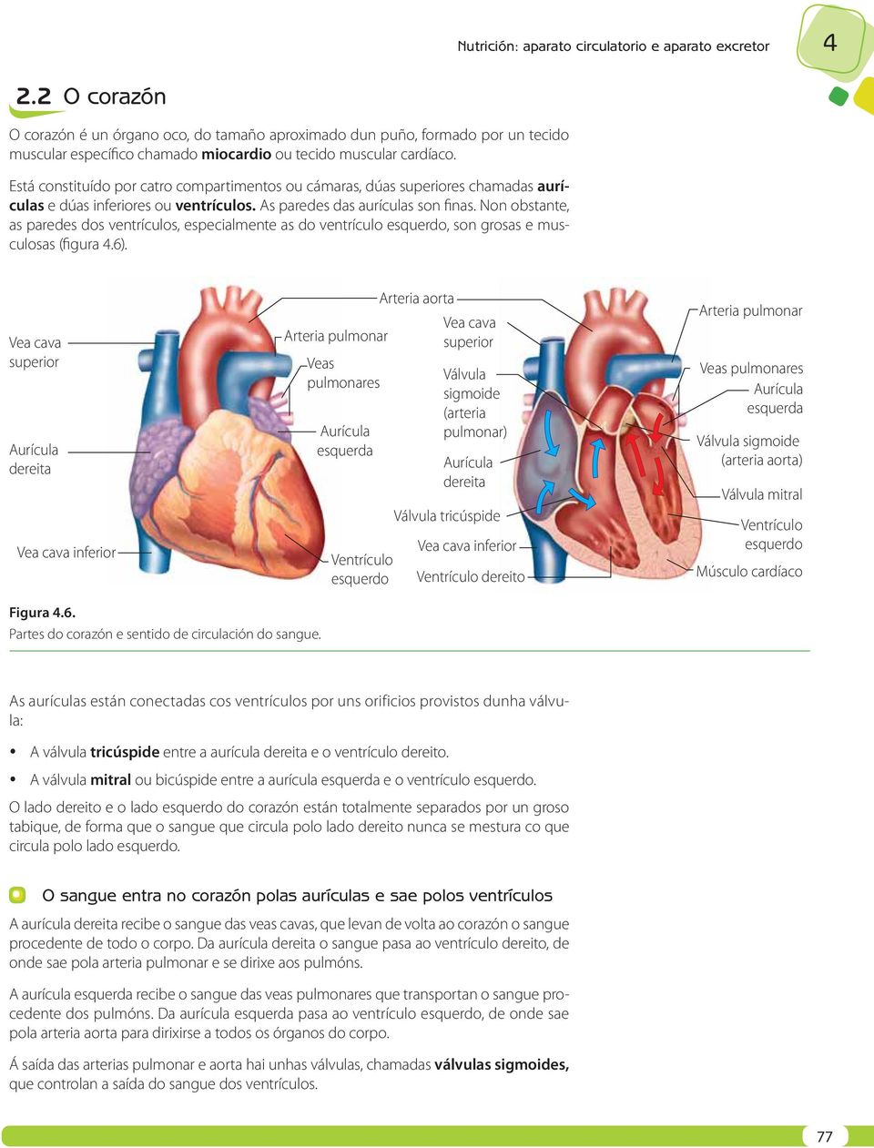 Está constituído por catro compartimentos ou cámaras, dúas superiores chamadas aurículas e dúas inferiores ou ventrículos. As paredes das aurículas son finas.