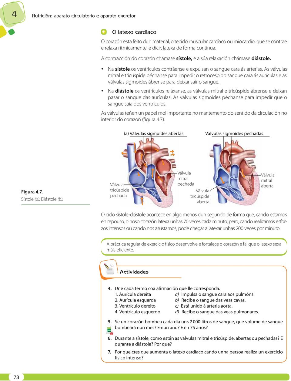 As válvulas mitral e tricúspide péchanse para impedir o retroceso do sangue cara ás aurículas e as válvulas sigmoides ábrense para deixar saír o sangue.