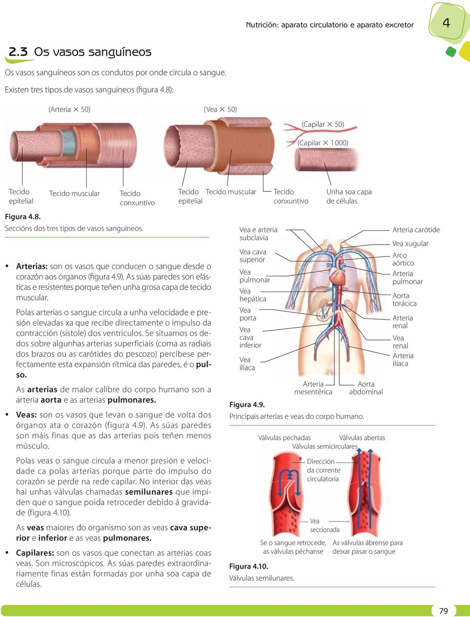 Tecido epitelial Arterias: son os vasos que conducen o sangue desde o corazón aos órganos (figura 4.9). As súas paredes son elásticas e resistentes porque teñen unha grosa capa de tecido muscular.