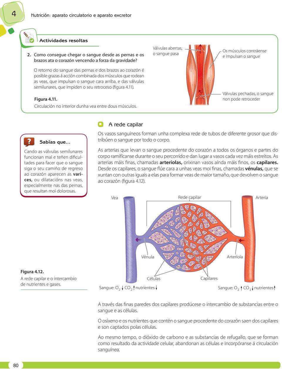 que impulsan o sangue cara arriba, e das válvulas semilunares, que impiden o seu retroceso (figura 4.11). Válvulas pechadas, o sangue non pode retroceder Figura 4.11. Circulación no interior dunha vea entre dous músculos.