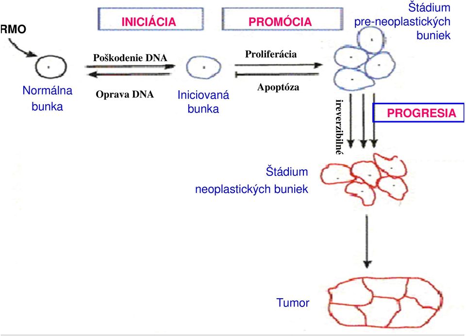 Proliferácia Normálna bunka Oprava DNA