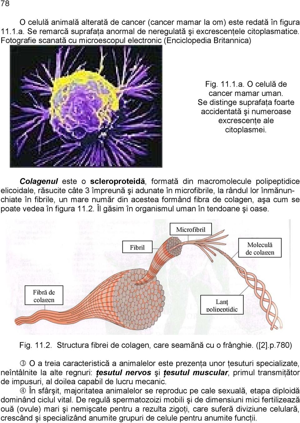 Colagenul este o scleroproteidă, formată din macromolecule polipeptidice elicoidale, răsucite câte 3 împreună şi adunate în microfibrile, la rândul lor înmănunchiate în fibrile, un mare număr din