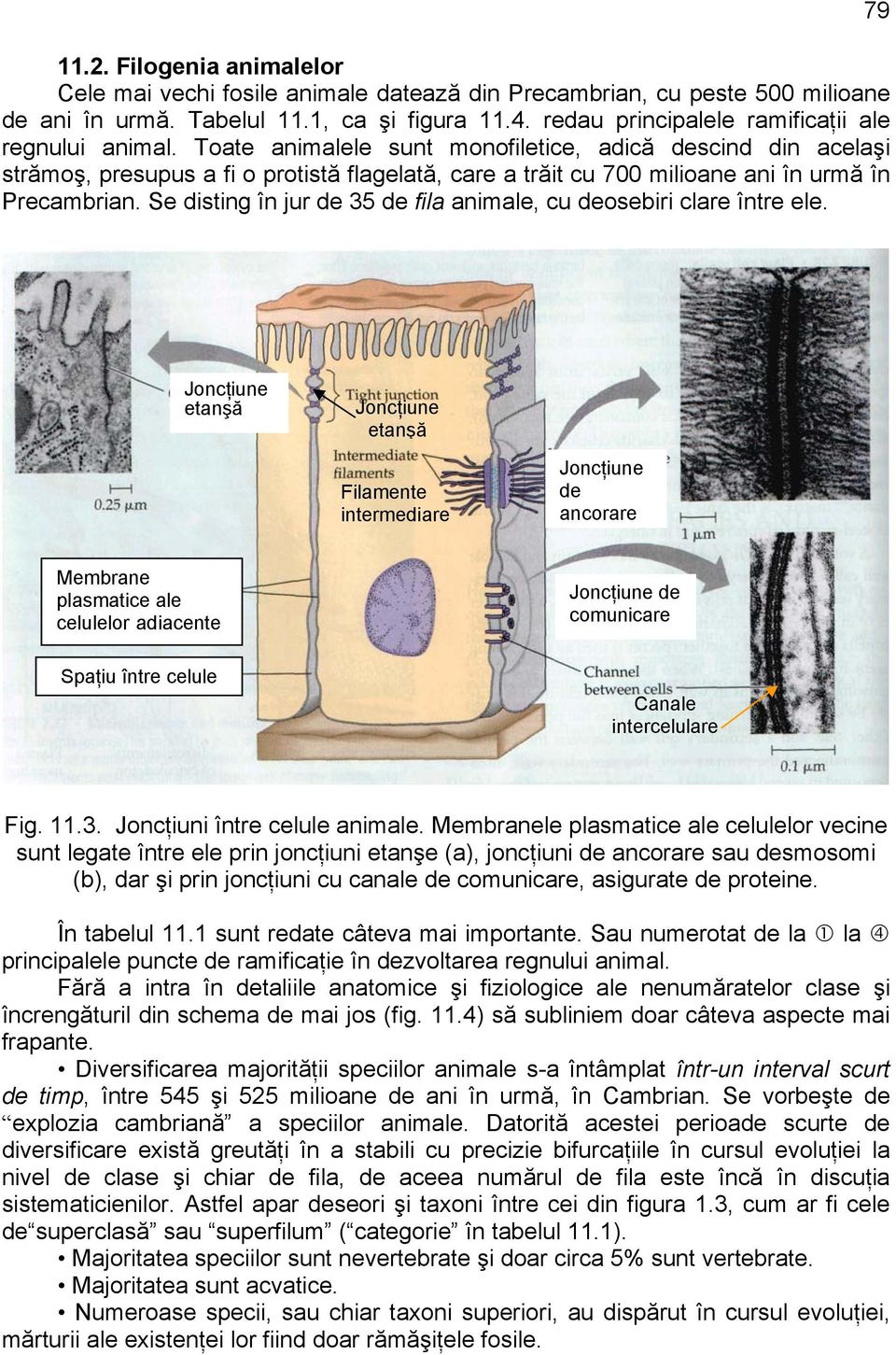 Toate animalele sunt monofiletice, adică descind din acelaşi strămoş, presupus a fi o protistă flagelată, care a trăit cu 700 milioane ani în urmă în Precambrian.