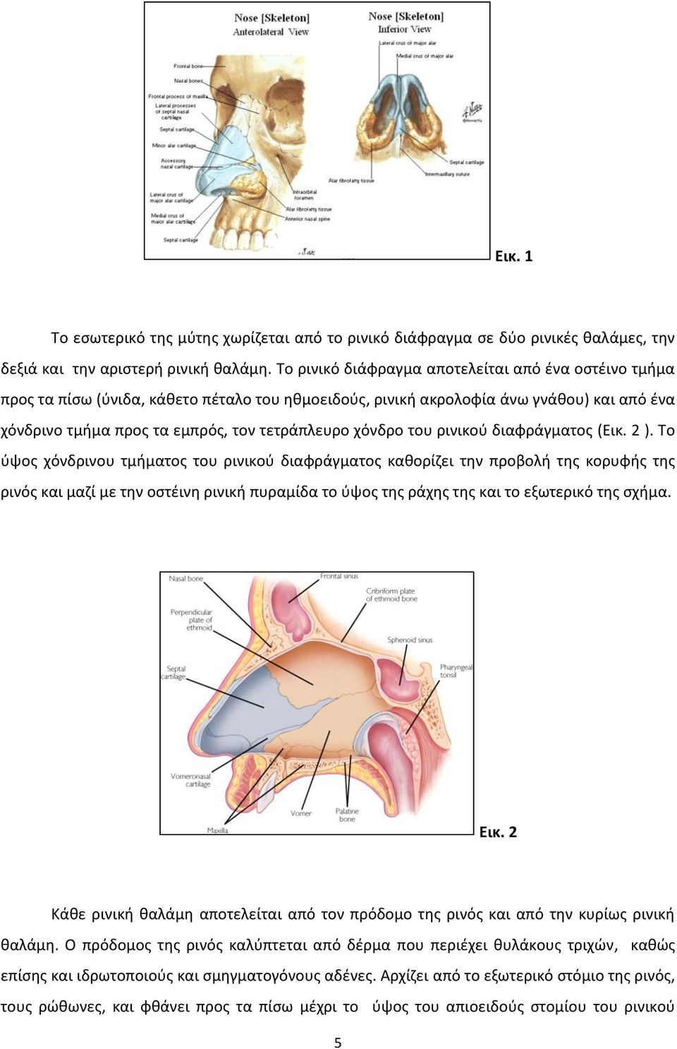 του ρινικού διαφράγματος (Εικ. 2 ).