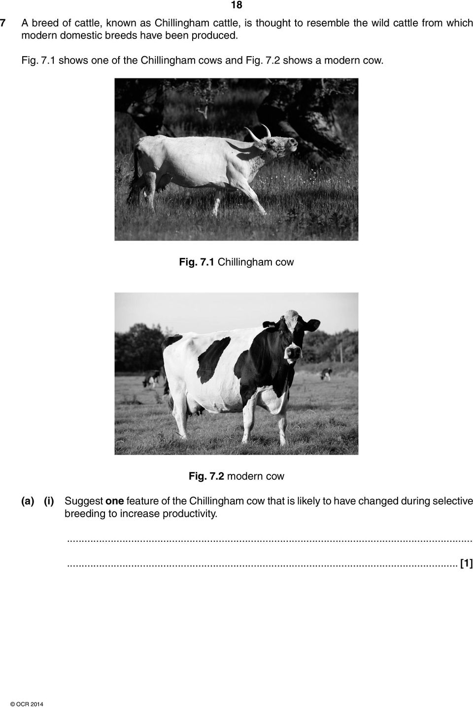 7.2 shows a modern cow. Fig. 7.