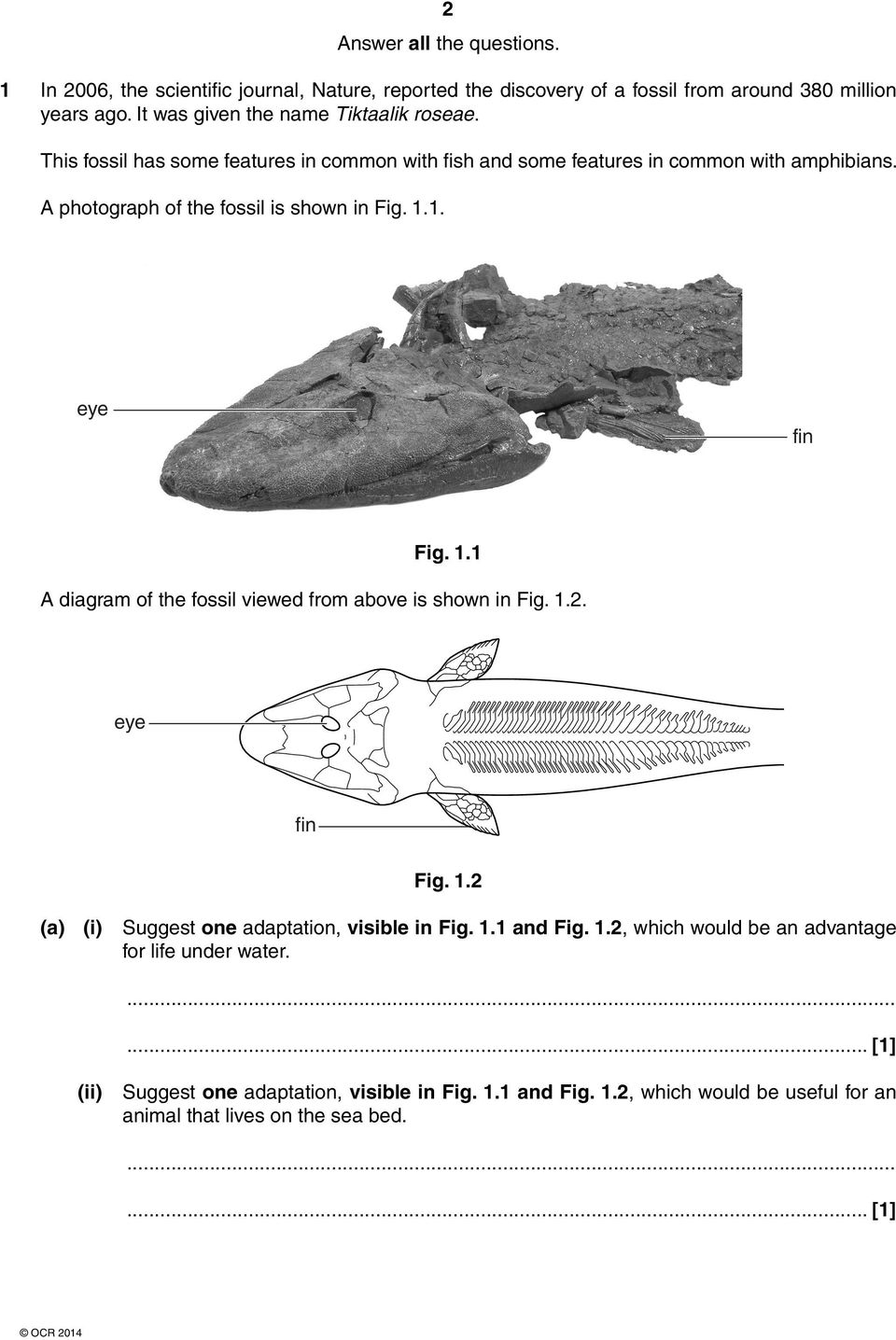 A photograph of the fossil is shown in Fig. 1.1. eye fin Fig. 1.1 A diagram of the fossil viewed from above is shown in Fig. 1.2. eye fin Fig. 1.2 (a) (i) Suggest one adaptation, visible in Fig.