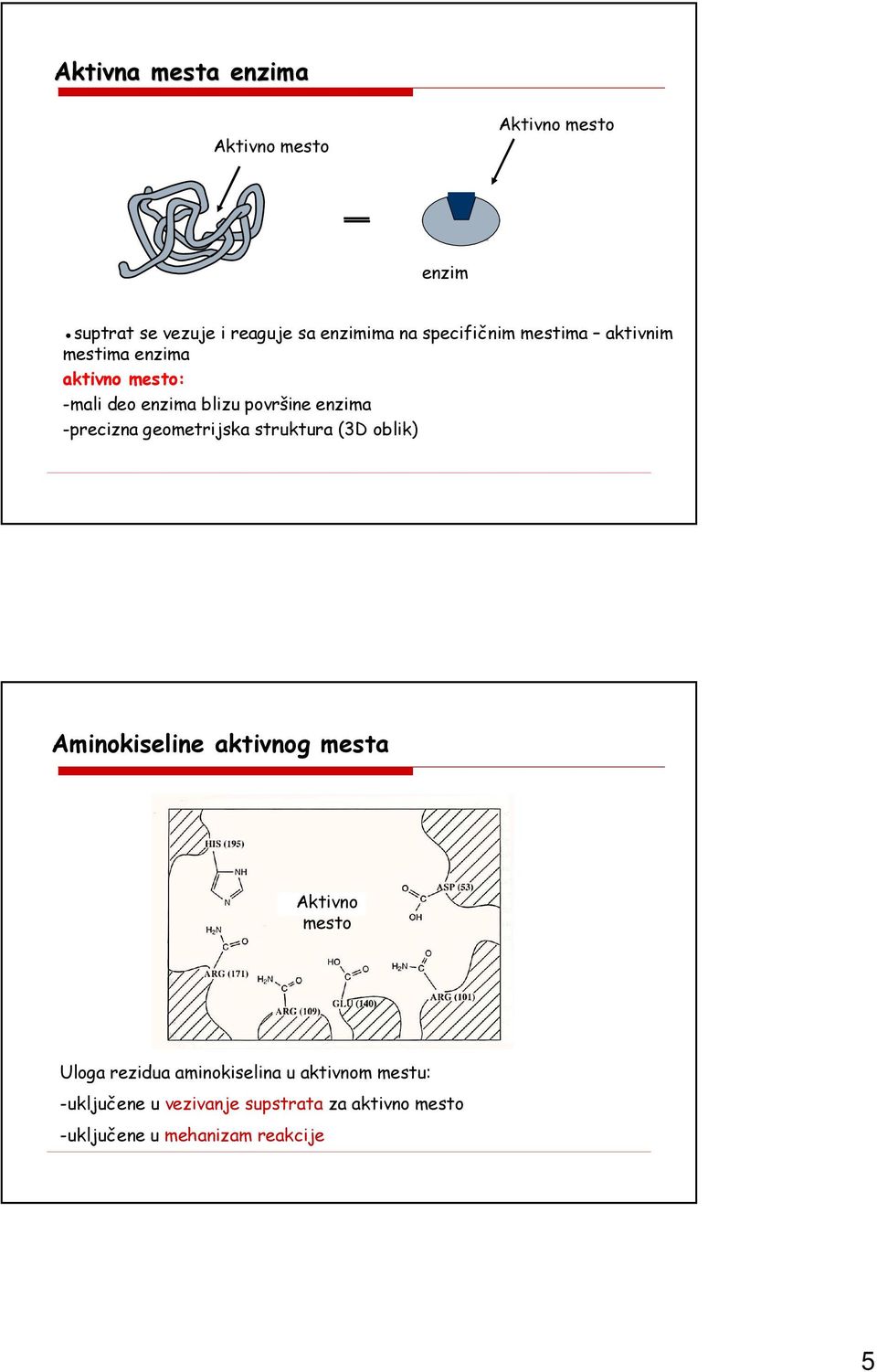 enzima -precizna geometrijska struktura (3D oblik) Aminokiseline aktivnog mesta Aktivno mesto Uloga rezidua