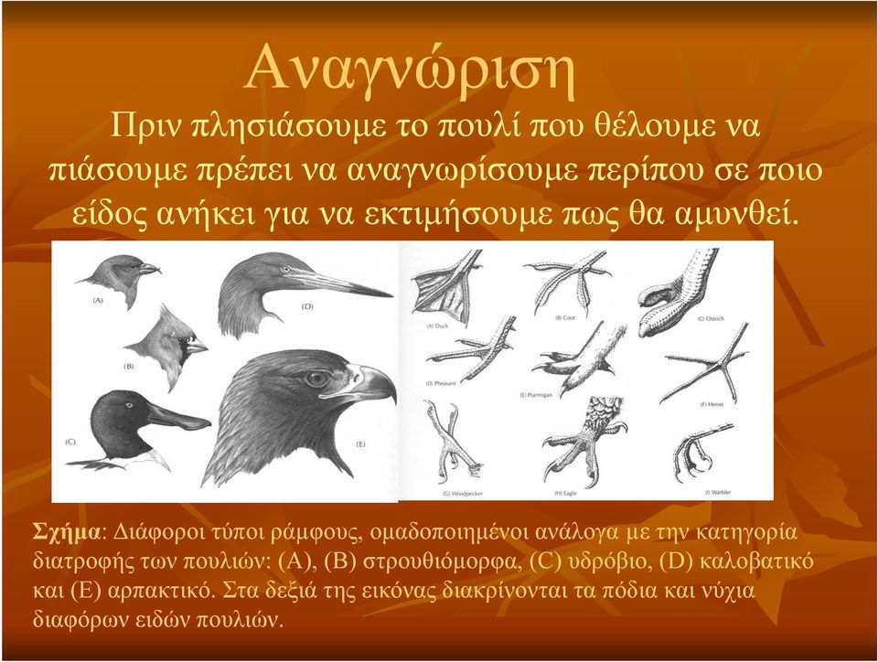 Σχήμα: Διάφοροι τύποι ράµφους, ομαδοποιημένοι ανάλογα µε την κατηγορία διατροφής των πουλιών: