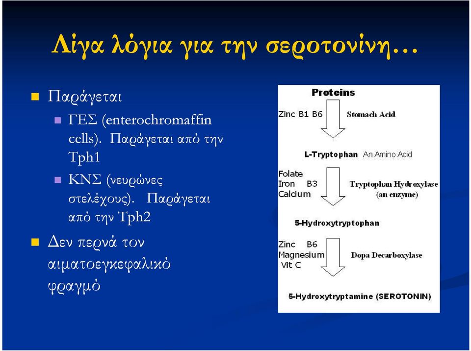 Παράγεται από την Tph1 ΚΝΣ (νευρώνες