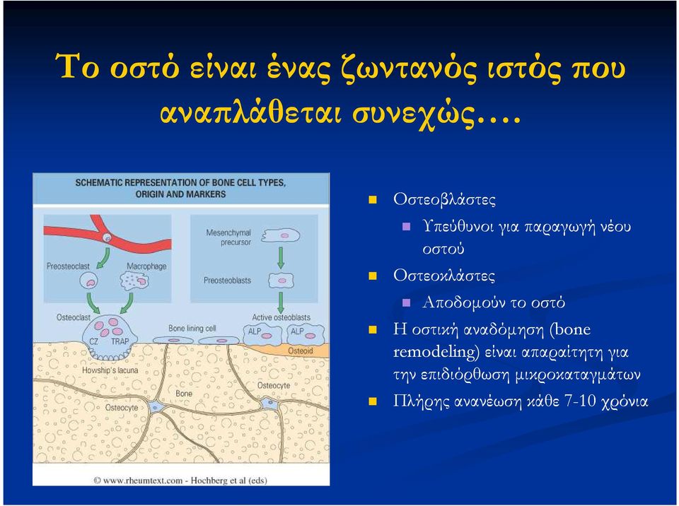 Αποδοµούν το οστό Η οστική αναδόµηση (bone remodeling) είναι